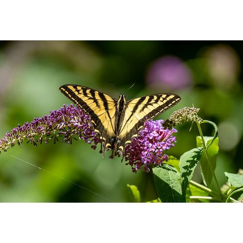 Horton, Janet 아티스트의 Issaquah-Washington State-USA Western Tiger Swallowtail butterfly pollinating a Butterfly Bush작품입니다.